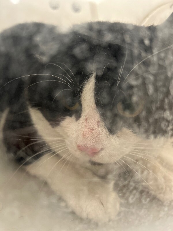 Picture of the Animal Listed